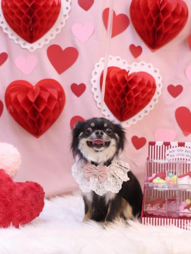 20240207らんまるちゃん